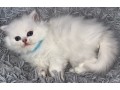 blh-chatons-small-4