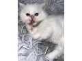blh-chatons-small-3