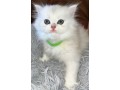 blh-chatons-small-2