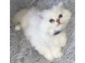 blh-chatons-small-1