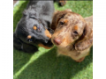 long-haired-dachshund-puppies-small-2