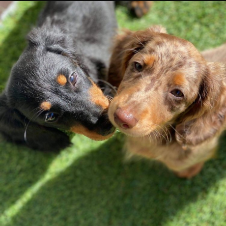long-haired-dachshund-puppies-big-1