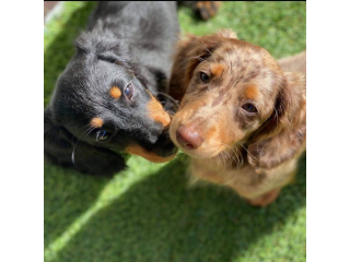 long-haired-dachshund-puppies-big-2