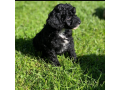 toy-poodle-small-1