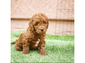 toy-poodle-small-2