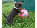 chiot-chihuahua-a-donner-small-0