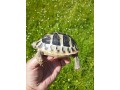 tortues-hermann-a-rhode-st-genese-tortue-de-terre-griekse-landschildpad-small-4