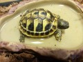 tortues-hermann-a-rhode-st-genese-tortue-de-terre-griekse-landschildpad-small-2