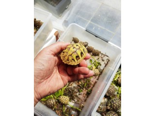 Tortues hermann à Rhode-St-Genèse - tortue de terre - griekse landschildpad