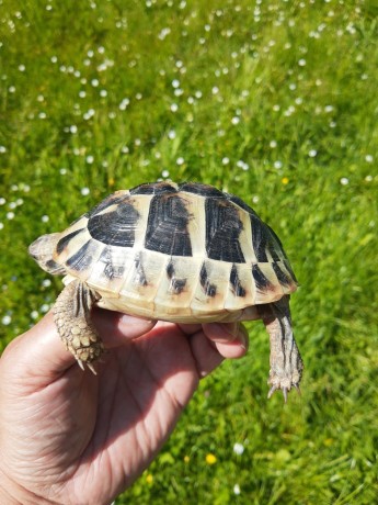 tortues-hermann-a-rhode-st-genese-tortue-de-terre-griekse-landschildpad-big-4