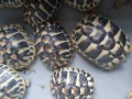 tortue-hermann-juvenile-a-rhode-saint-genese-tortues-terrestre-small-1