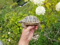 tortue-hermann-juvenile-a-rhode-saint-genese-tortues-terrestre-small-0
