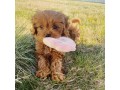 goldendoodle-chiots-small-1