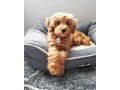 goldendoodle-chiots-small-0