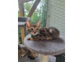 chatons-bengals-small-1