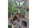 chatons-bengals-small-2
