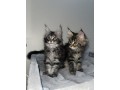 chatons-maine-coon-small-0