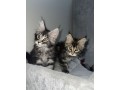 chatons-maine-coon-small-1