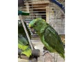 perroquet-amazone-small-0