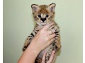 chatons-savannah-serval-et-caracal-ages-de-4-semaines-small-1
