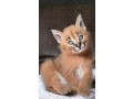 chatons-savannah-serval-et-caracal-ages-de-4-semaines-small-3