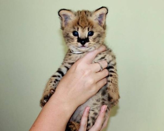 chatons-savannah-serval-et-caracal-ages-de-4-semaines-big-1