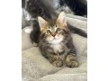 superbe-chaton-maine-coon-small-1