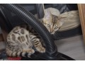 chatons-bengal-a-reserver-small-2