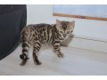 chatons-bengal-a-reserver-small-0