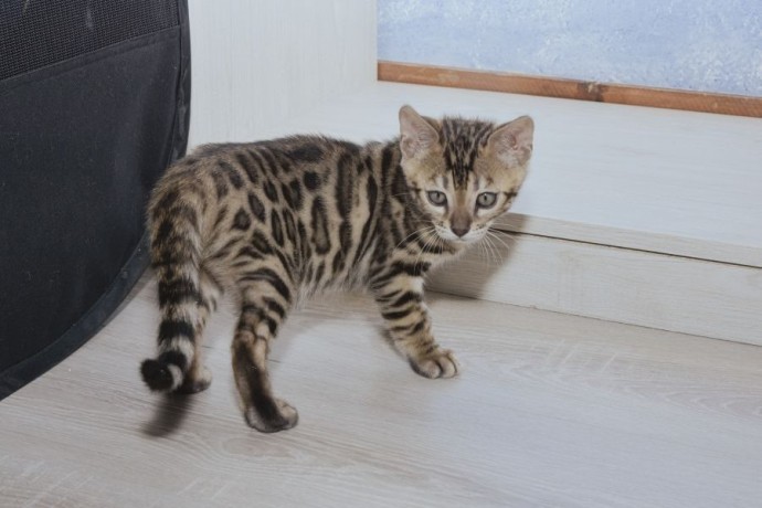 chatons-bengal-a-reserver-big-0