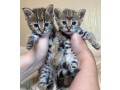 des-tres-beaux-chatons-caracal-savannah-f1-et-serval-disponibles-small-1