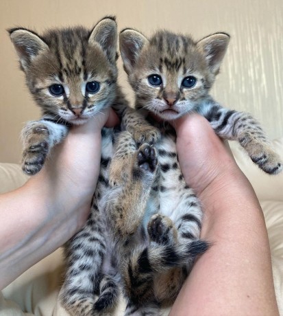 des-tres-beaux-chatons-caracal-savannah-f1-et-serval-disponibles-big-1