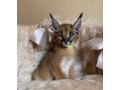 des-tres-beaux-chatons-caracal-savannah-f1-et-serval-disponibles-small-2