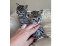 des-tres-beaux-chatons-caracal-savannah-f1-et-serval-disponibles-small-1