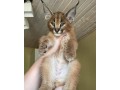 des-tres-beaux-chatons-caracal-savannah-f1-et-serval-disponibles-small-3