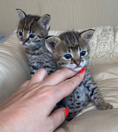 des-tres-beaux-chatons-caracal-savannah-f1-et-serval-disponibles-big-1
