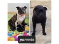 chiots-staffordshire-bull-terrier-staffy-staffie-small-2