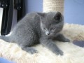 chatons-chartreux-disponible-small-1