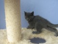 chatons-chartreux-disponible-small-0