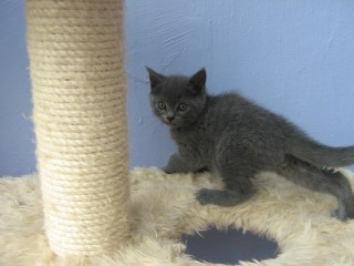 Chatons Chartreux disponible