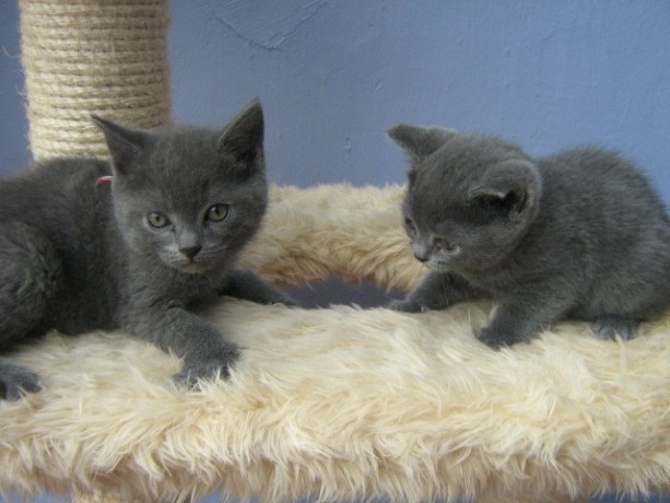 chatons-chartreux-male-et-femelle-excellent-ligne-big-0