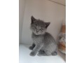 urgent-portee-de-5-chatons-type-chartreux-dispos-small-0