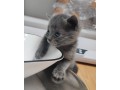 urgent-portee-de-5-chatons-type-chartreux-dispos-small-1