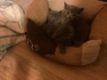 magnifiques-chatons-chartreux-small-2