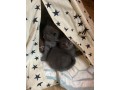 magnifiques-chatons-chartreux-small-1