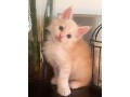 chaton-maine-coon-male-small-0
