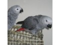 couple-perroquet-gris-du-gabon-small-0