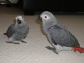 couple-perroquet-gris-du-gabon-small-1