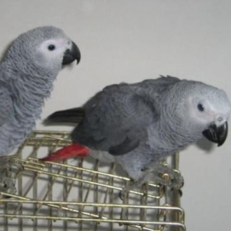 couple-perroquet-gris-du-gabon-big-0