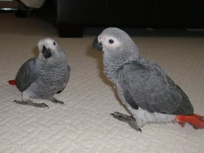 couple-perroquet-gris-du-gabon-big-1